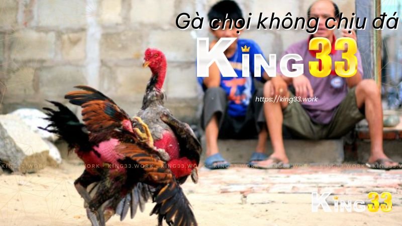 Gà chọi không chịu đá anh em sư kê phải làm sao? 1 Gà chọi không chịu đá king33