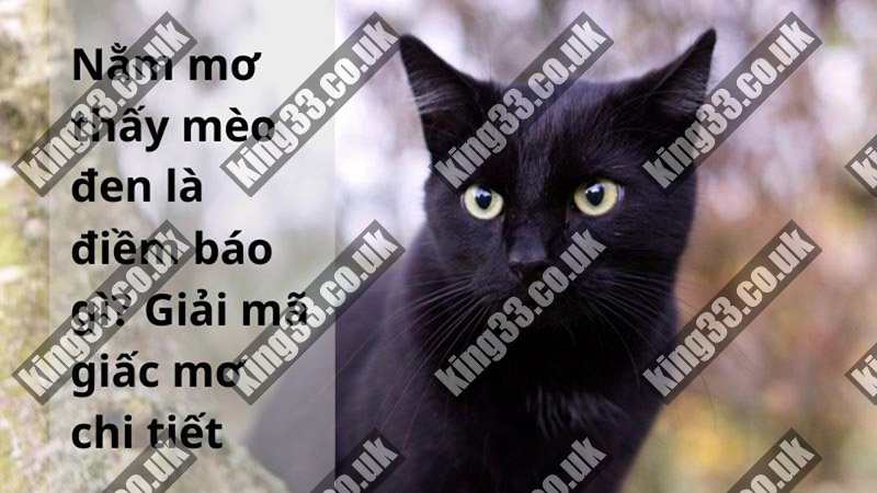 King33 - Mơ thấy mèo là điềm gì? Tin mới nhất? 3 Chiêm bao nằm mơ thấy mèo màu đen
