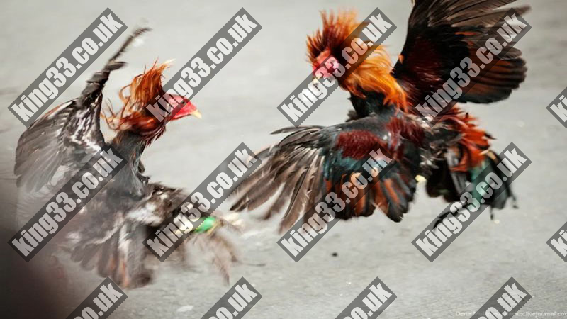 King33 - Đá gà tre trải nghiệm số 1 đáng nhớ? 1 King33 - Đá gà tre trải nghiệm số 1 đáng nhớ?